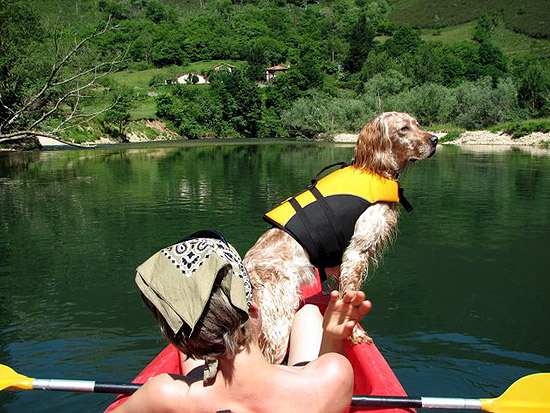 salvavidas perros canos sella